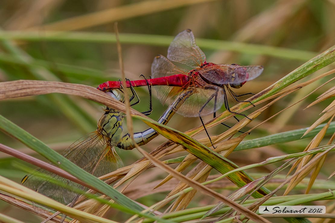 Sympetrum fonscolombii (copula) - Red-veined darter (mating)