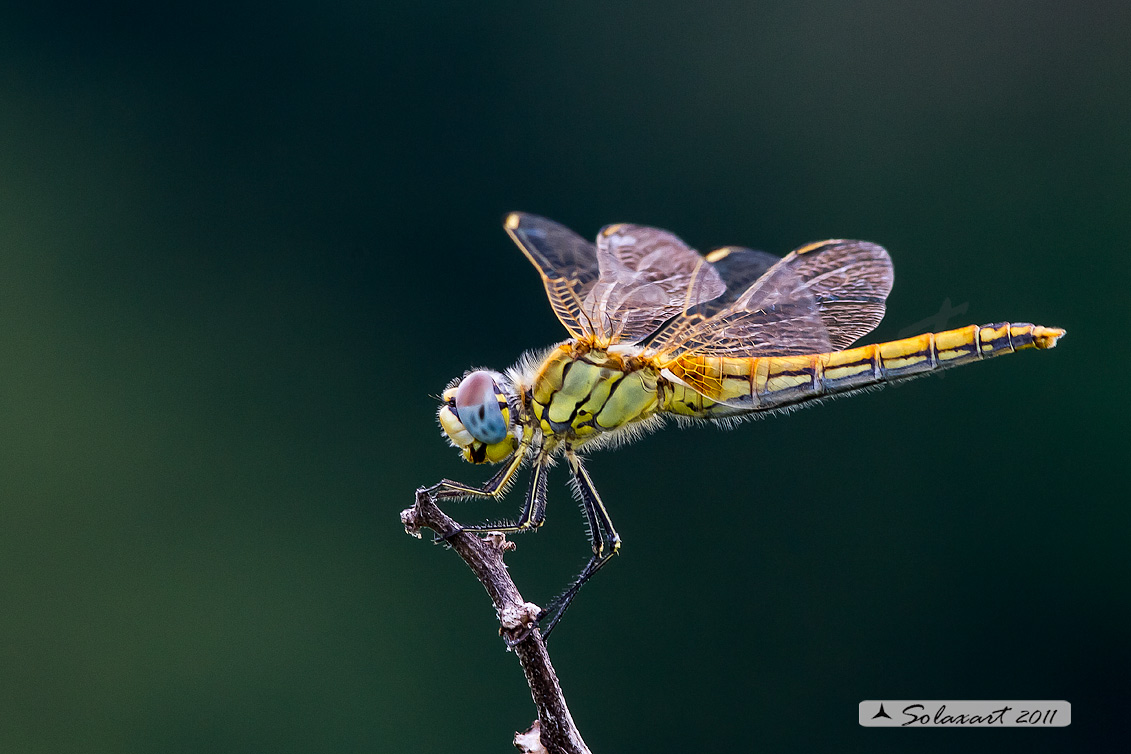  Sympetrum fonscolombii - (femmina)