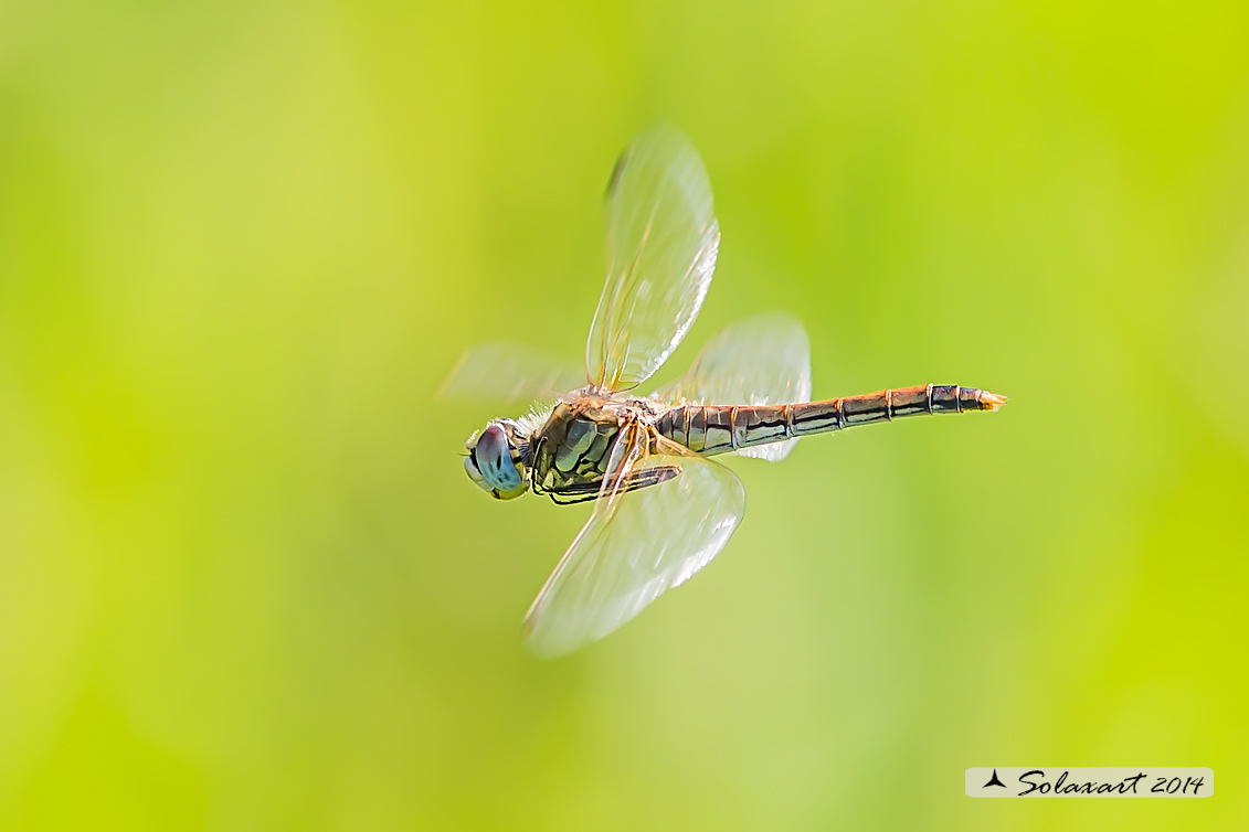 Sympetrum fonscolombii (femmina) - Red-veined darter  (female)