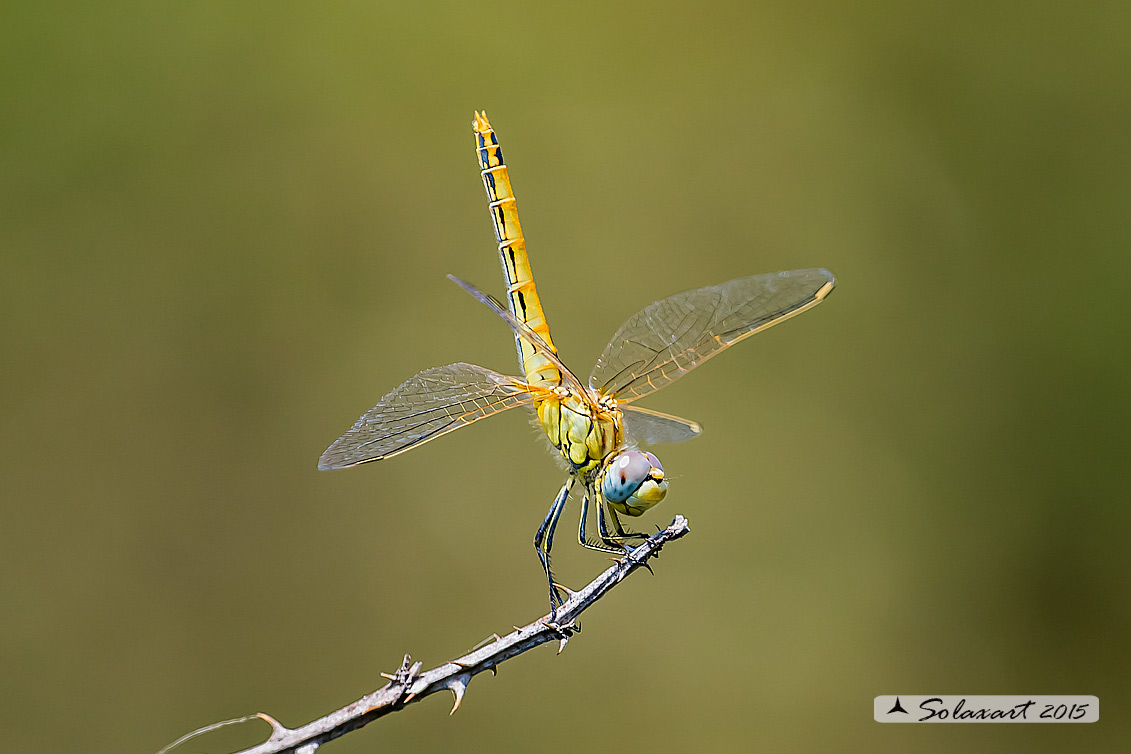 Sympetrum fonscolombii (femmina) - Red-veined darter  (female)