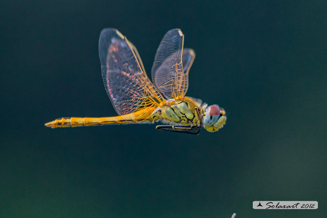 Sympetrum fonscolombii: Cardinale venerosse (maschio immaturo) - Red-veined darter (juvenile male)