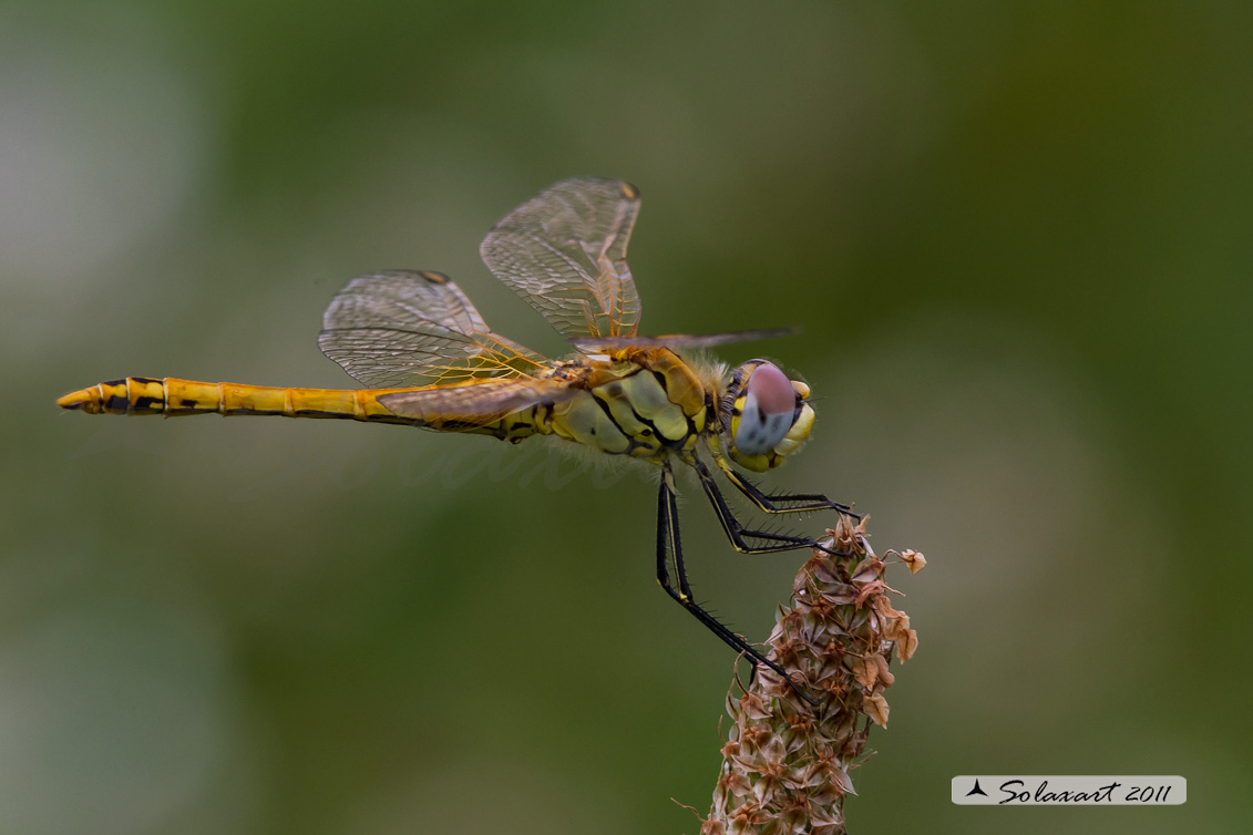 Sympetrum fonscolombii: Cardinale venerosse (maschio immaturo) - Red-veined darter (juvenile male)