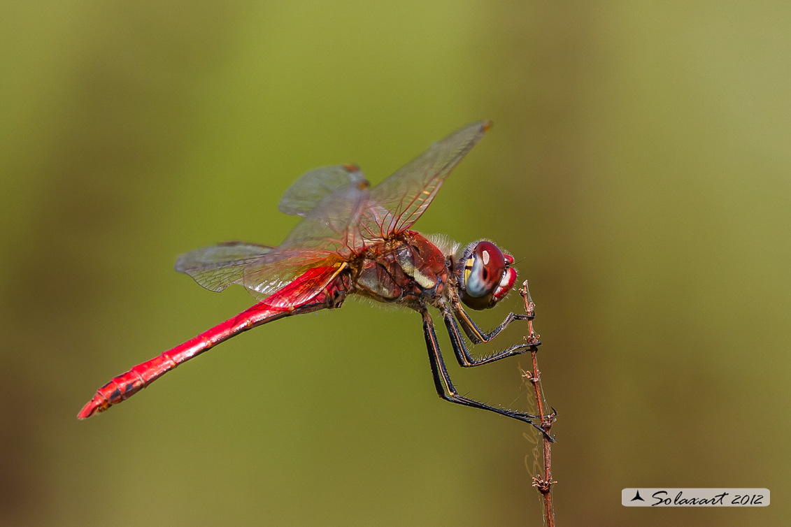 Sympetrum fonscolombii: Cardinale venerosse (maschio maturo) - Red-veined darter ( mature male)