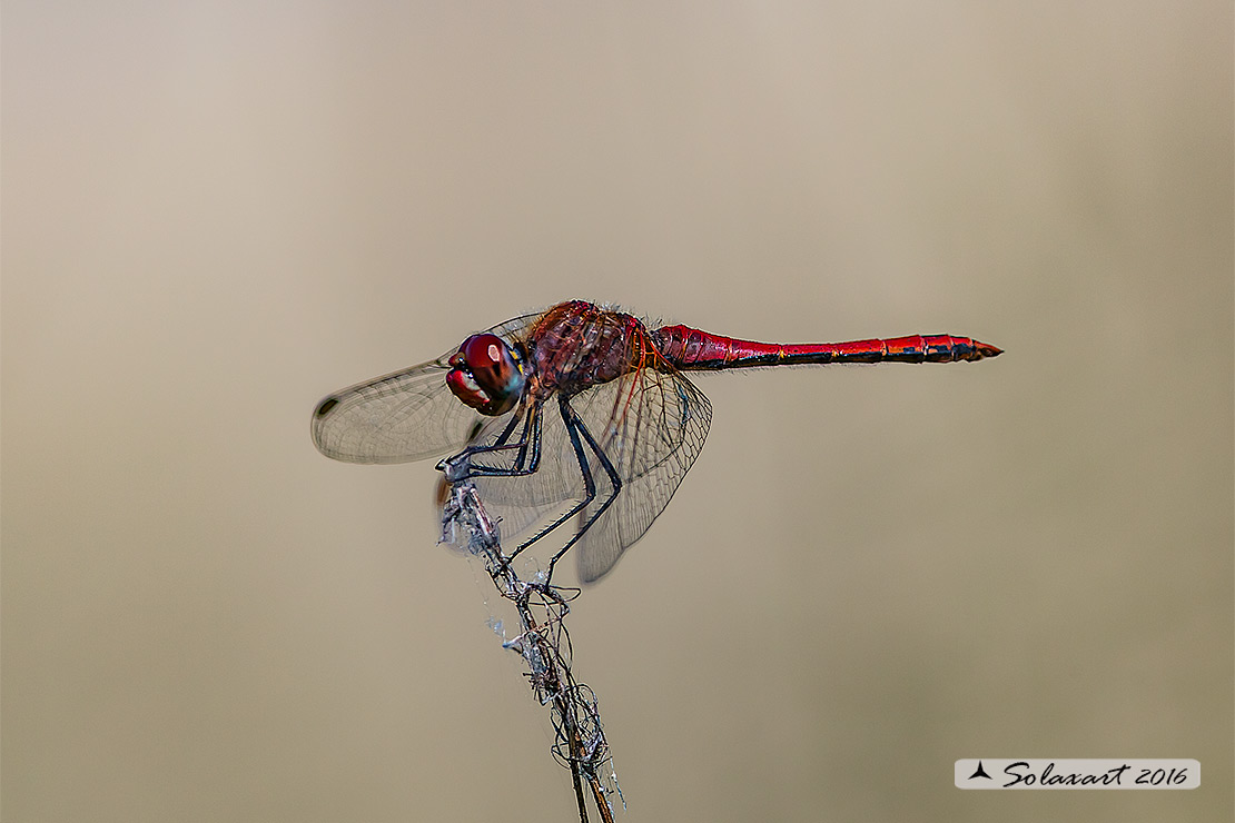 Sympetrum fonscolombii: Cardinale venerosse (maschio maturo) - Red-veined darter ( mature male)