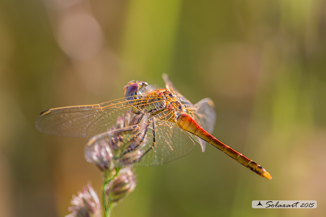 Sympetrum fonscolombii: Cardinale venerosse (maschio immaturo) - Red-veined darter (juvenile male)