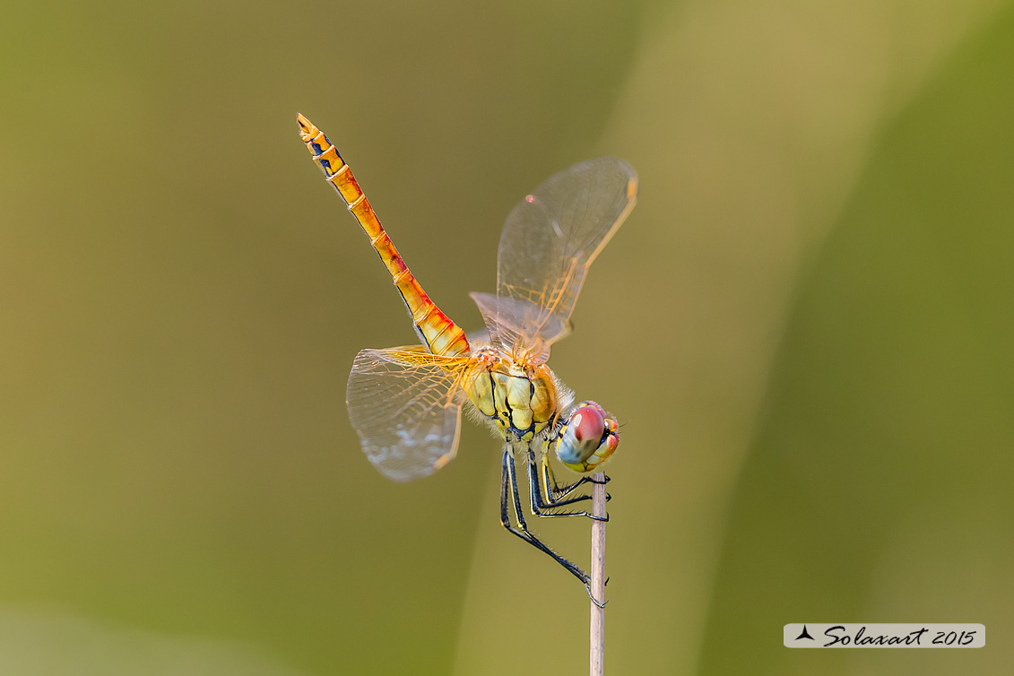 Sympetrum fonscolombii: Cardinale venerosse (maschio immaturo) - Red-veined darter (juvenile male)