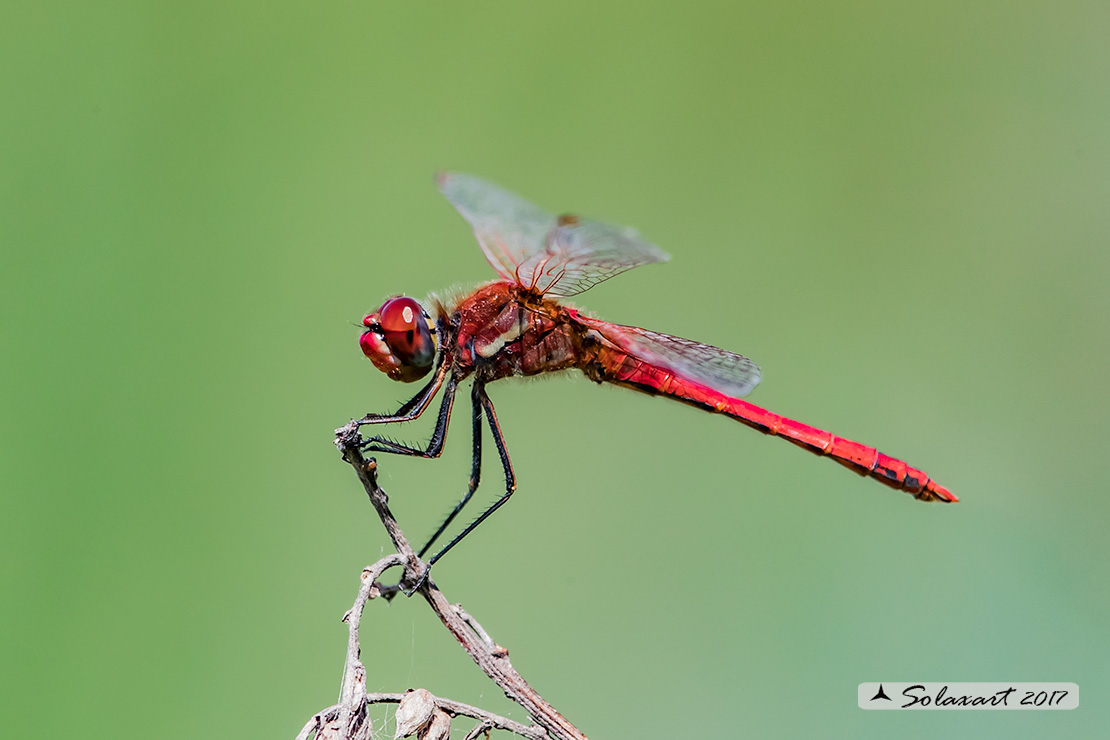 Sympetrum fonscolombii: Cardinale venerosse (maschio maturo) - Red-veined darter ( mature male)