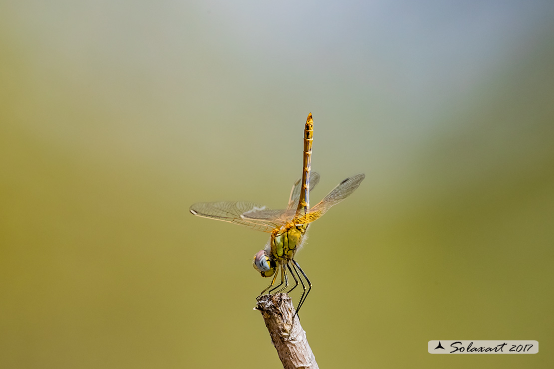 Sympetrum fonscolombii: Cardinale venerosse (maschio immaturo) - Red-veined darter ( juvenile male)