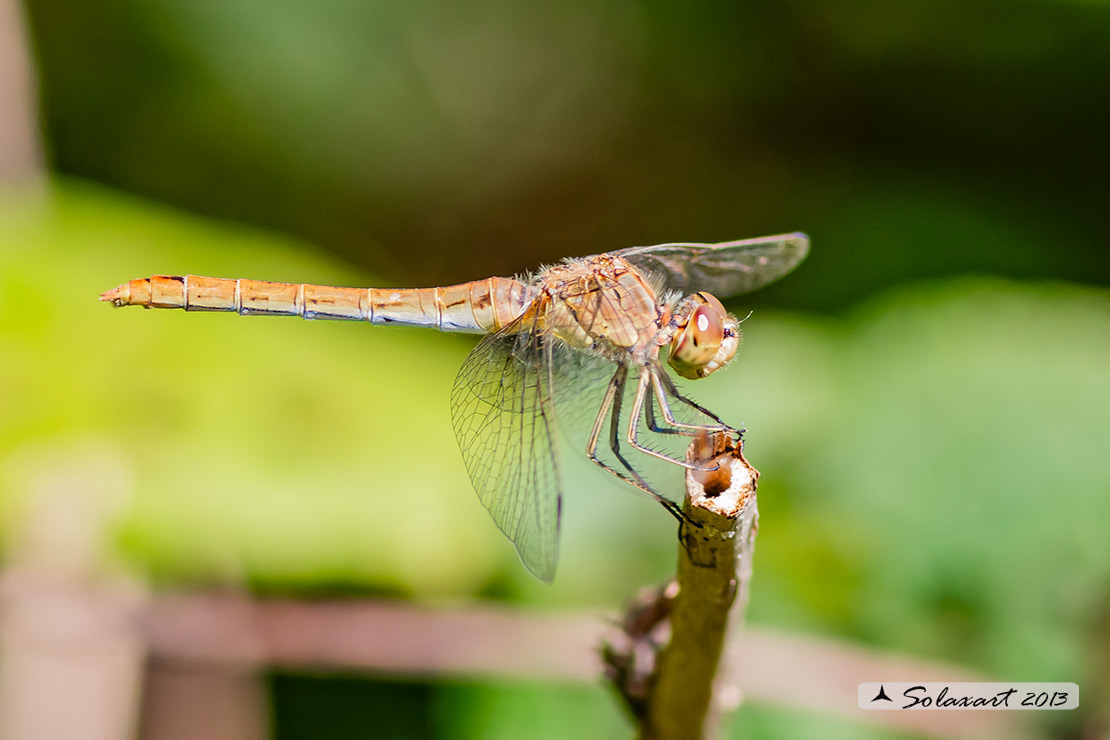 Sympetrum meridionale: Cardinale meridionale (femmina); Southern Darter (female)