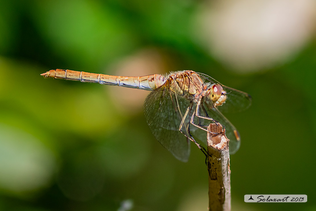 Sympetrum meridionale: Cardinale meridionale (femmina); Southern Darter (female)