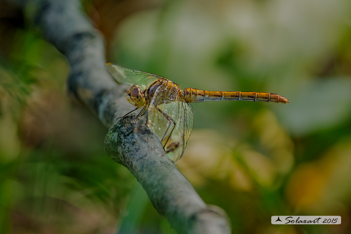 Sympetrum meridionale: Cardinale meridionale (femmina); Southern Darter (female)