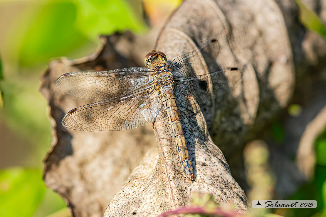 Sympetrum meridionale: Cardinale meridionale (femmina); Southern Darter (female)