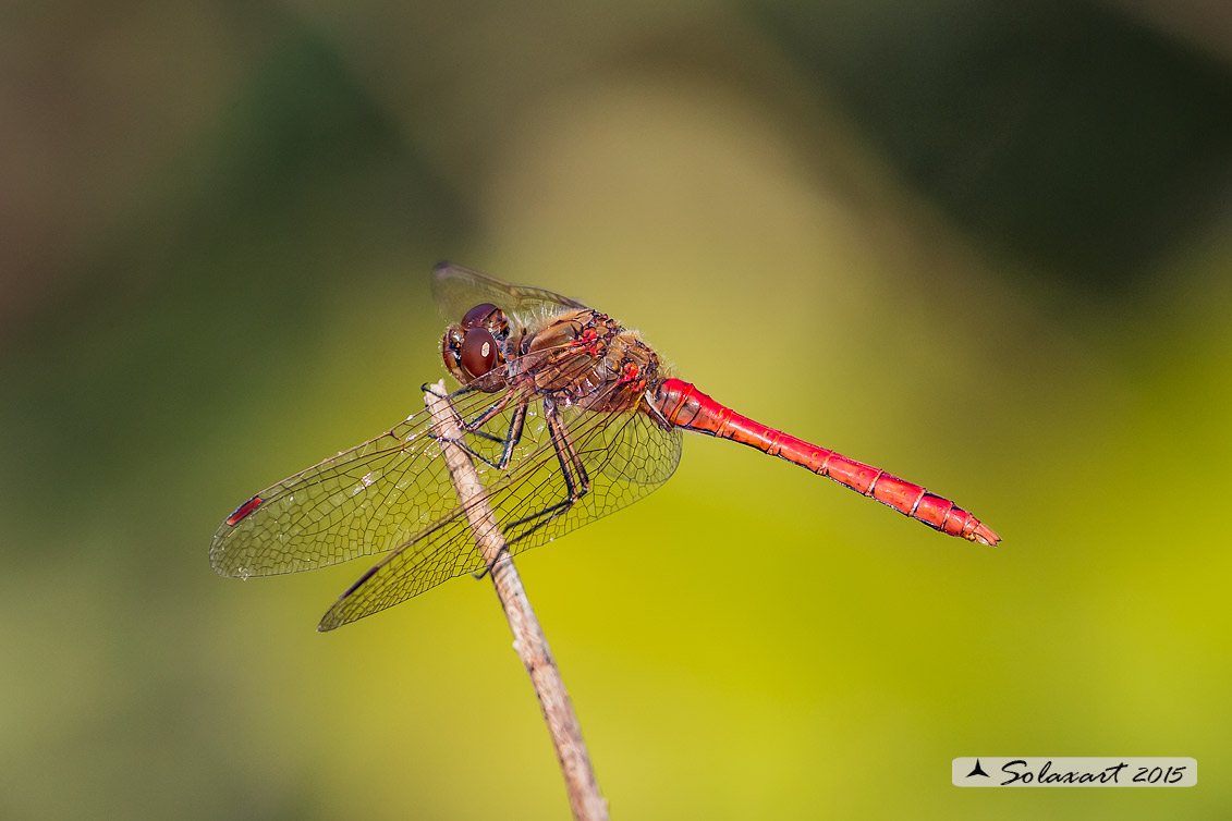 Sympetrum meridionale: Cardinale meridionale (maschio); Southern Darter (male)