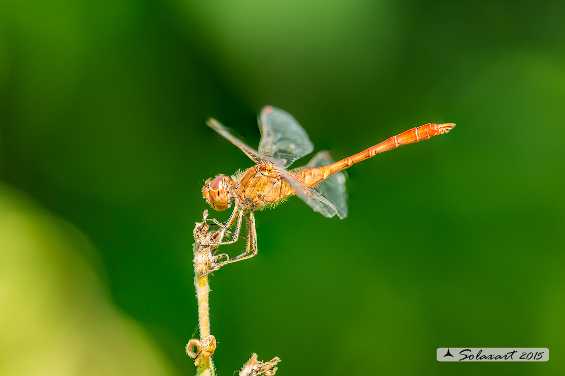 Sympetrum meridionale: Cardinale meridionale (maschio); Southern Darter (male)