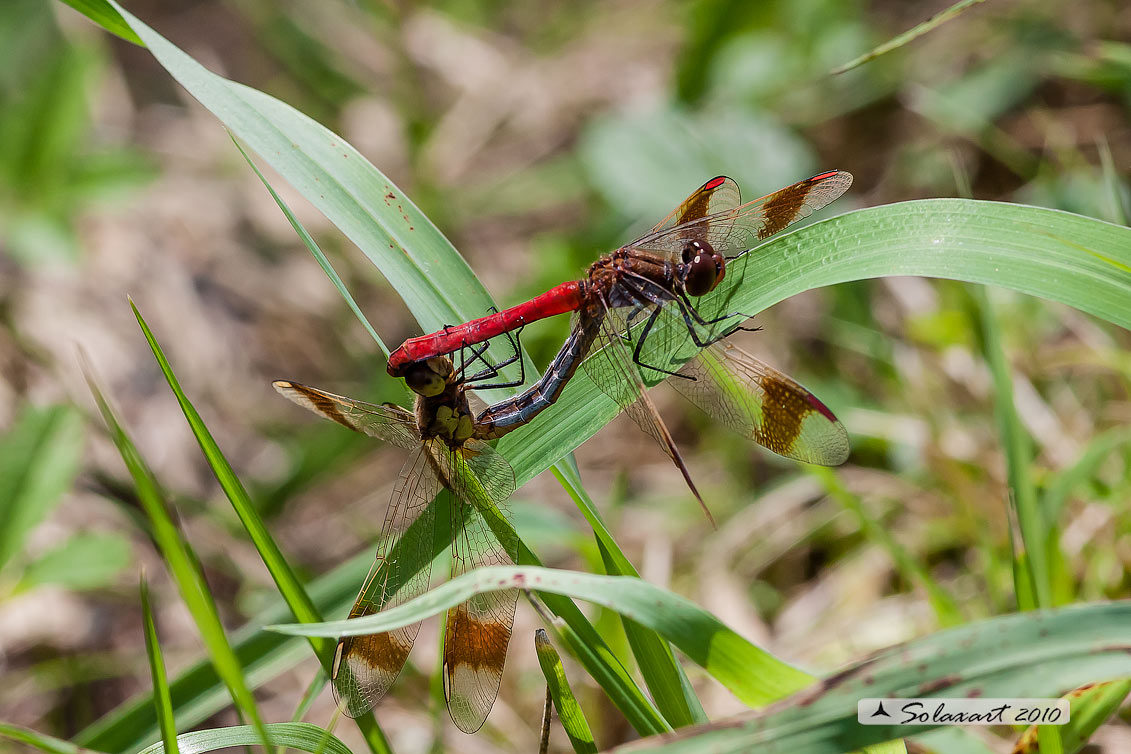 Sympetrum pedemontanum (copula)