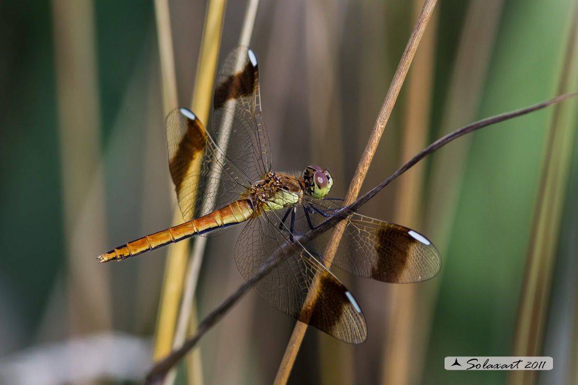 Sympetrum pedemontanum (femmina)