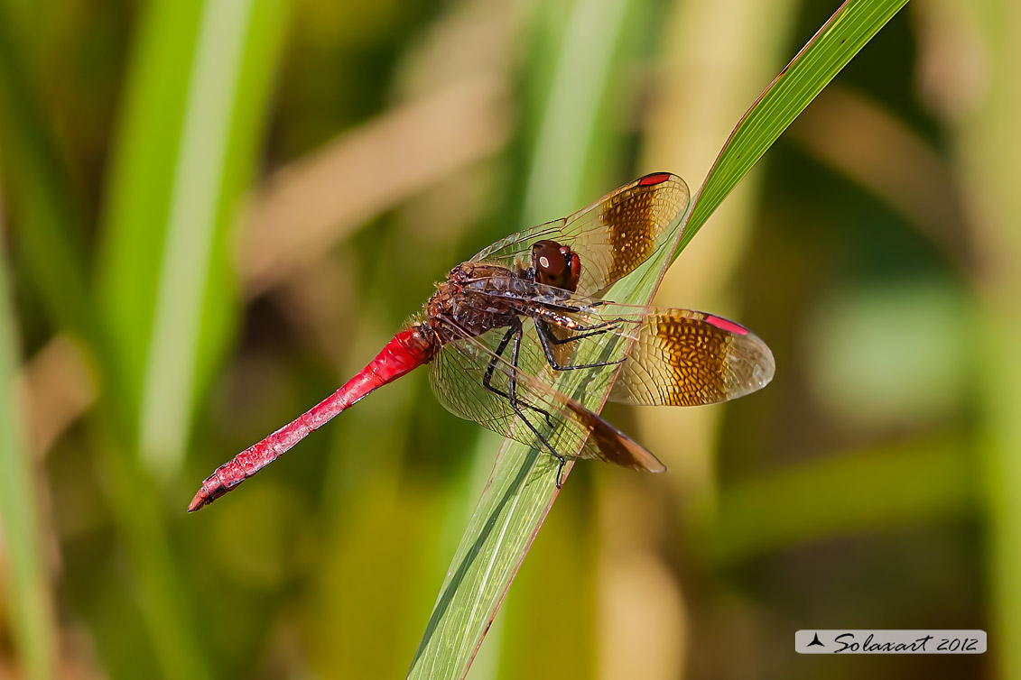Sympetrum Pedemontanum
