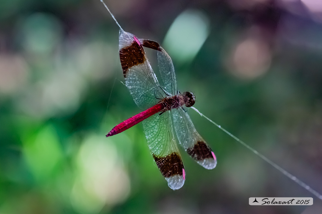 Sympetrum Pedemontanum