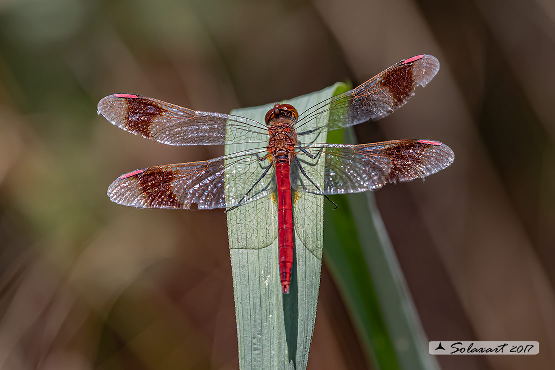 Sympetrum Pedemontanum