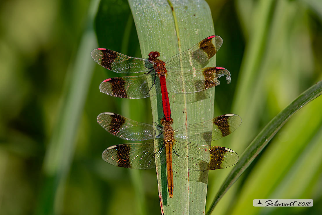 Sympetrum pedemontanum (Tandem); Banded Darter (Tandem)