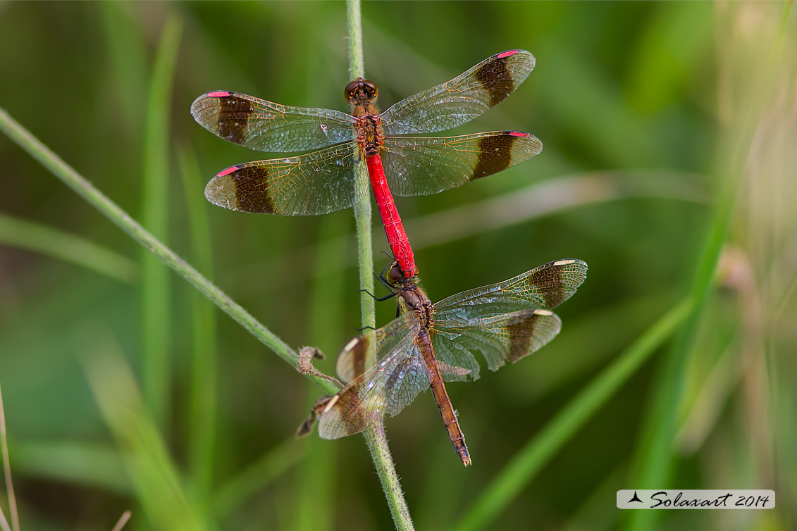 Sympetrum pedemontanum (Tandem); Banded Darter (Tandem)