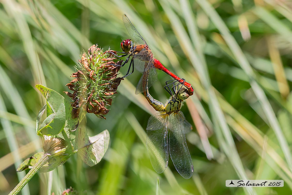 Sympetrum sanguineum (copula)    -    Ruddy Darter  (mating)