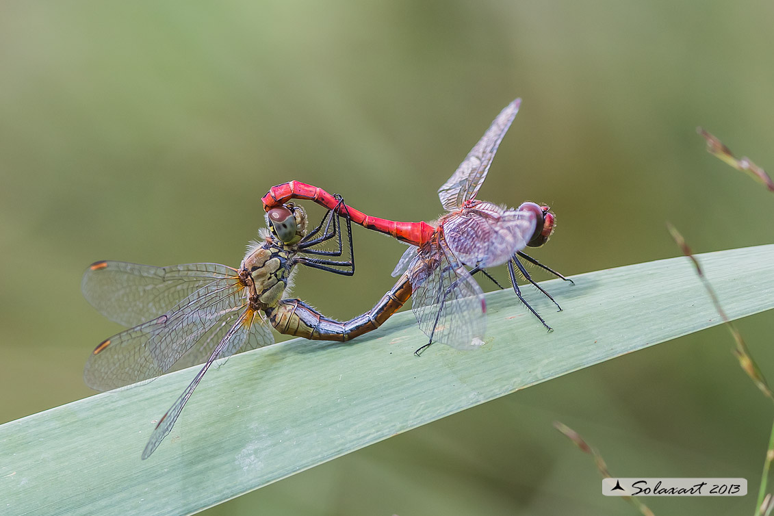 Sympetrum sanguineum (copula)    -    Ruddy Darter  (mating)