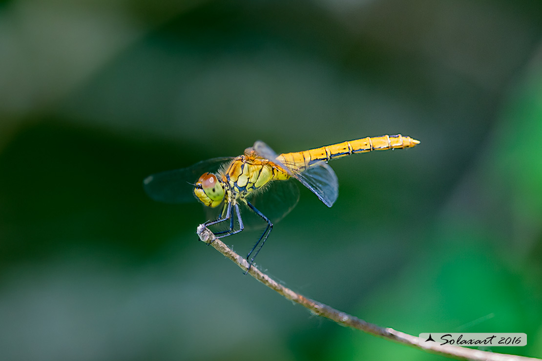 Sympetrum sanguineum:    Cardinale sanguineo (femmina)     ;     Ruddy Darter  (female)