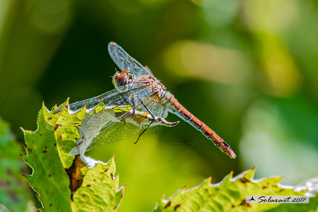 ympetrum sanguineum:    Cardinale sanguineo (femmina)     ;     Ruddy Darter  (female)