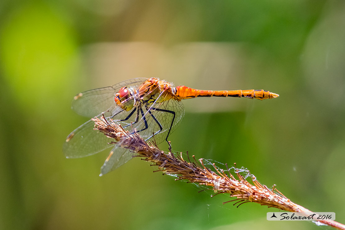 Sympetrum sanguineum:    Cardinale sanguineo (maschio immaturo) ; Ruddy Darter  (teneral male)