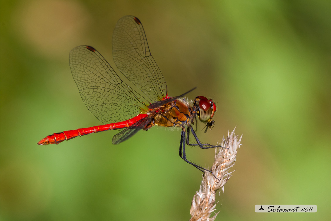 Sympetrum sanguineum    - (maschio) 