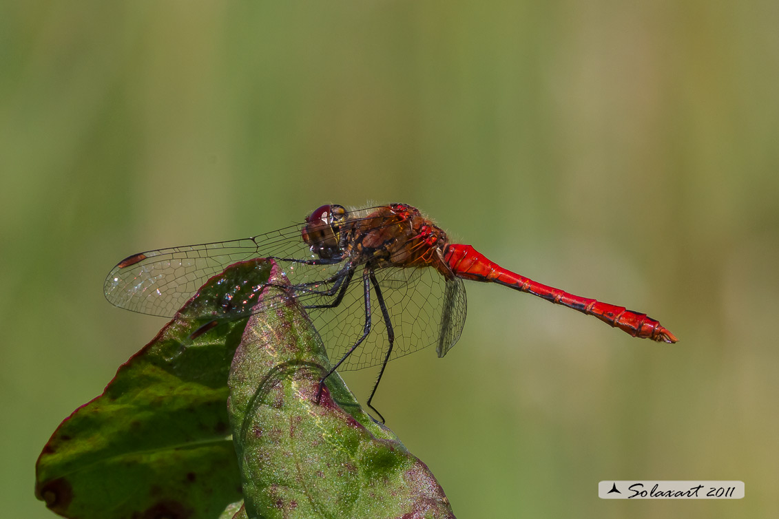 Sympetrum sanguineum - maschio