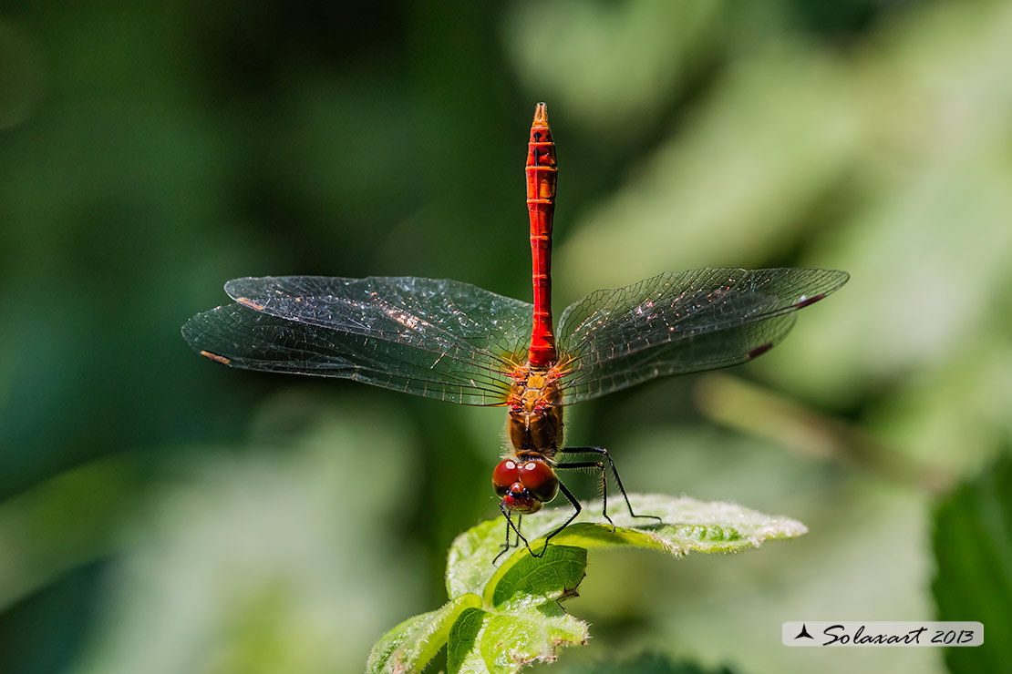 Sympetrum sanguineum:    Cardinale sanguineo (maschio) - Ruddy Darter  (male)