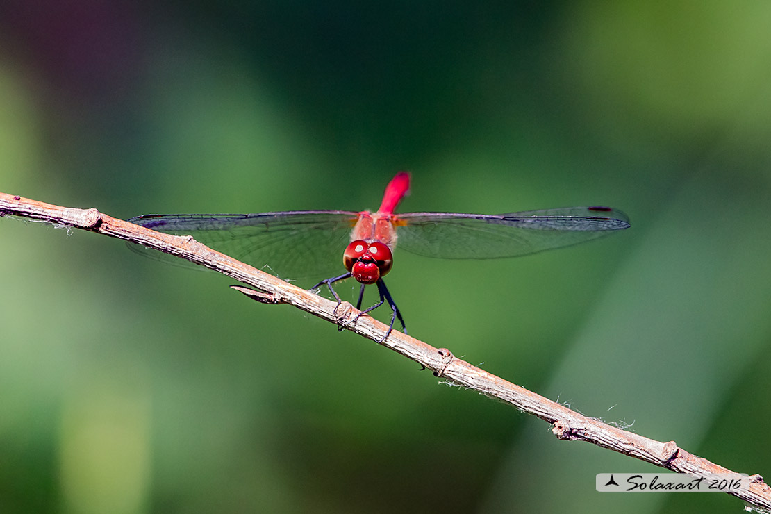 Sympetrum sanguineum:    Cardinale sanguineo (maschio);  Ruddy Darter  (male)