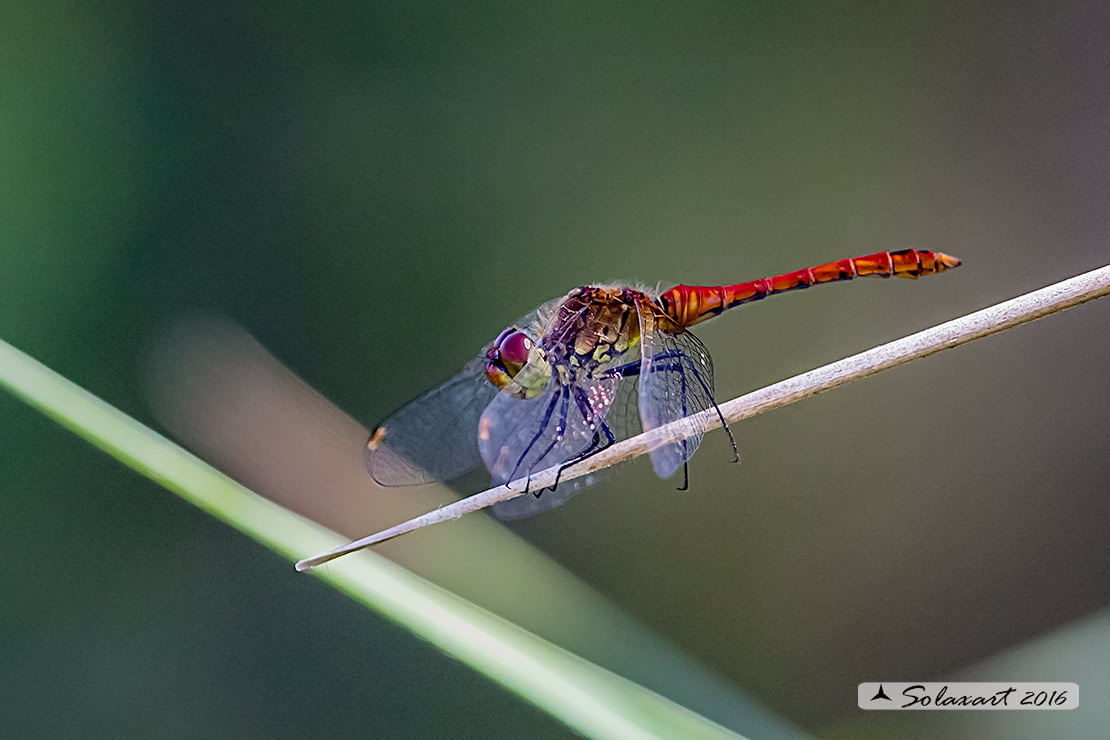 Sympetrum sanguineum:    Cardinale sanguineo (maschio);  Ruddy Darter  (male)