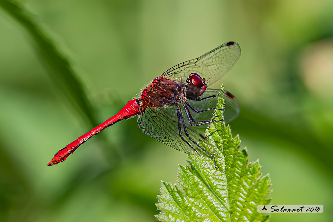 Sympetrum sanguineum:  Cardinale sanguineo (maschio); Ruddy Darter (male)