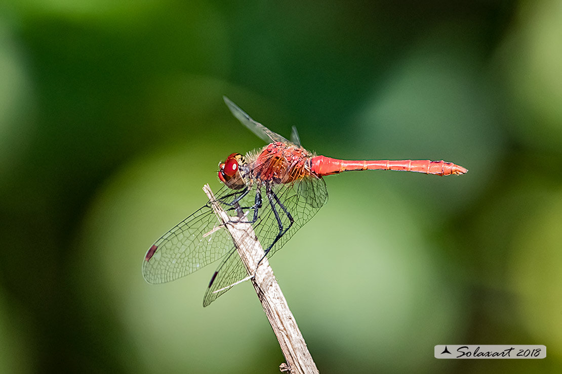 Sympetrum sanguineum:  Cardinale sanguineo (maschio); Ruddy Darter (male)