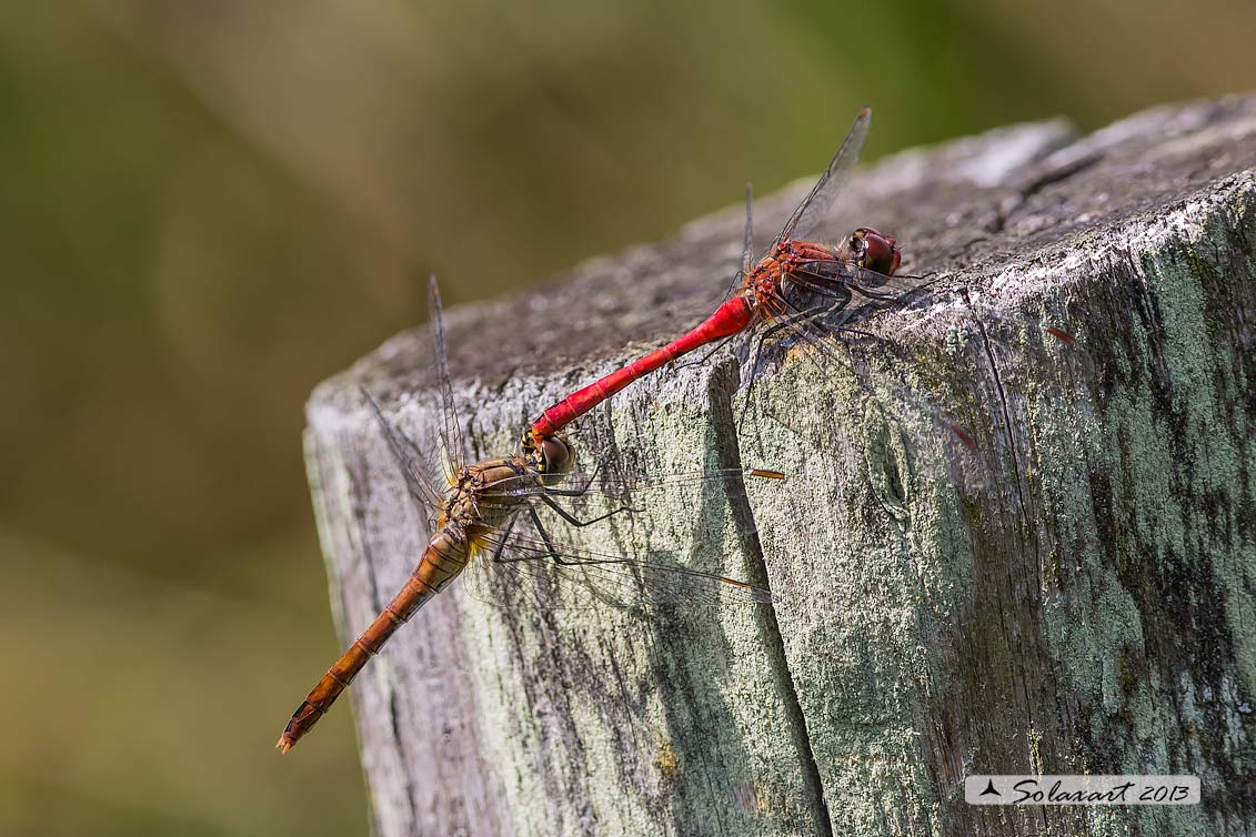 Sympetrum sanguineum (Tandem per ovoposizione)  - Ruddy Darter  (Tandem for  oviposition)