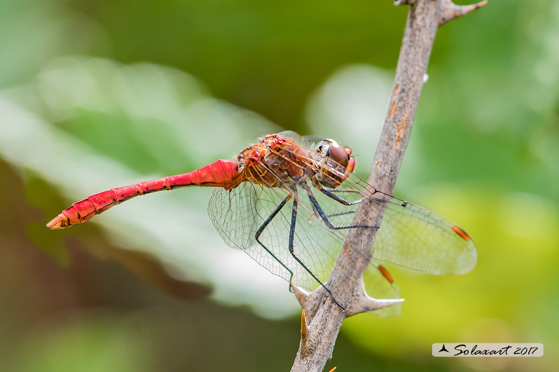 Sympetrum sanguineum:    Cardinale sanguineo (maschio);  Ruddy Darter  (male)