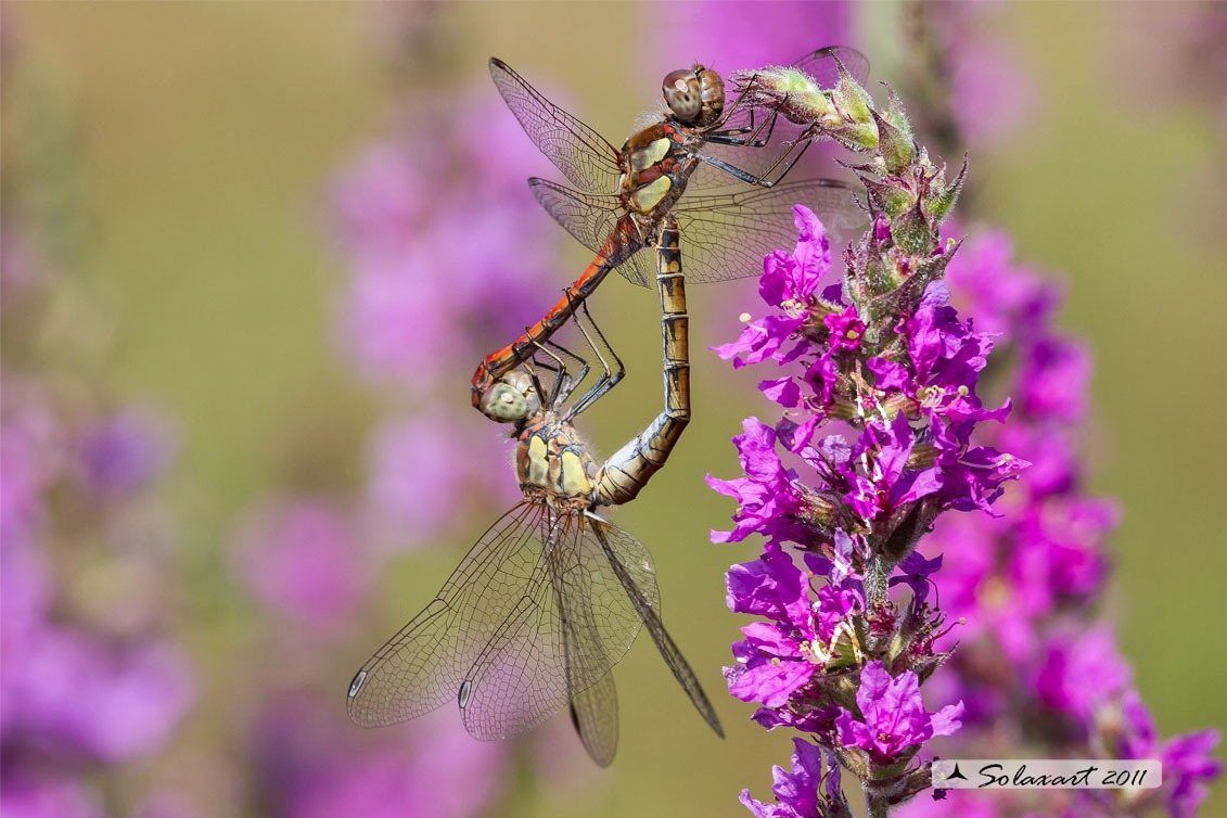 Sympetrum striolatum  - Common Darter