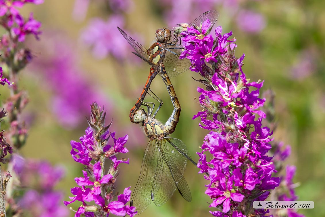 Sympetrum striolatum - (copula) 