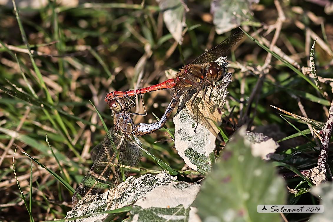 Sympetrum striolatum  (copula in Novembre); Common Darter  (mating on november)