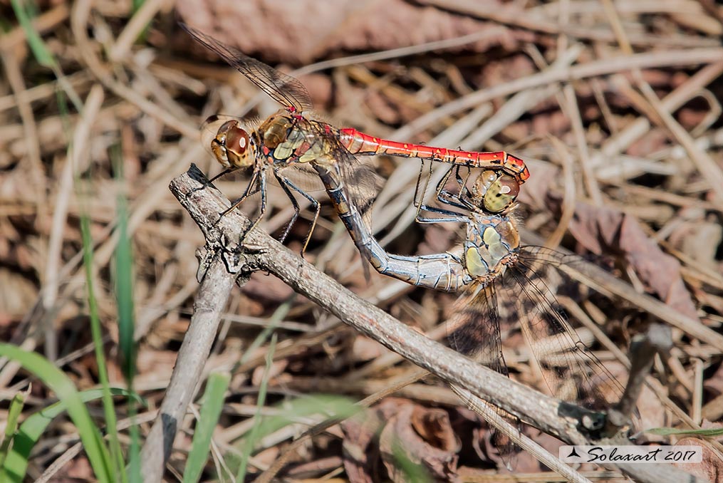 Sympetrum striolatum:  Cardinale striato (copula) - Common Darter  (mating wheel)