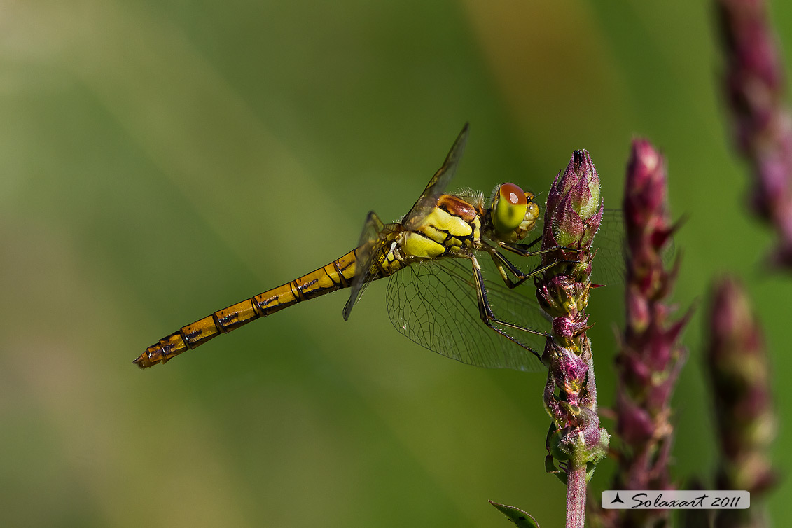 Sympetrum striolatum - Common Darter