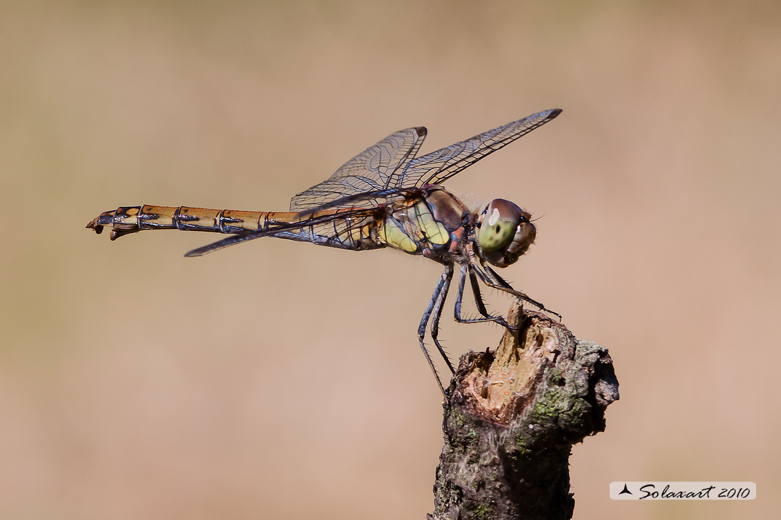 Sympetrum striolatum - femmina