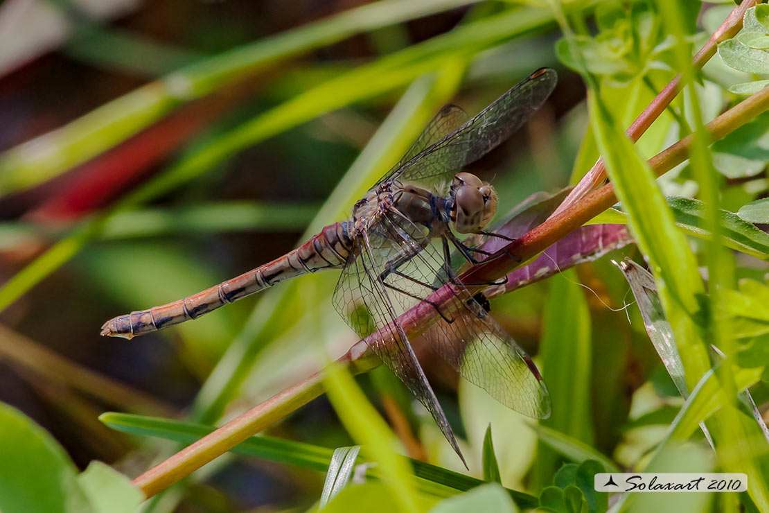 Sympetrum striolatum - Common Darter