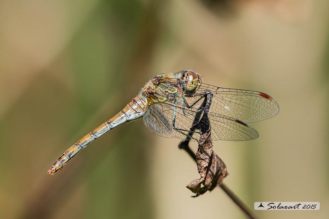 Sympetrum striolatum  (femmina) - Common Darter (female)