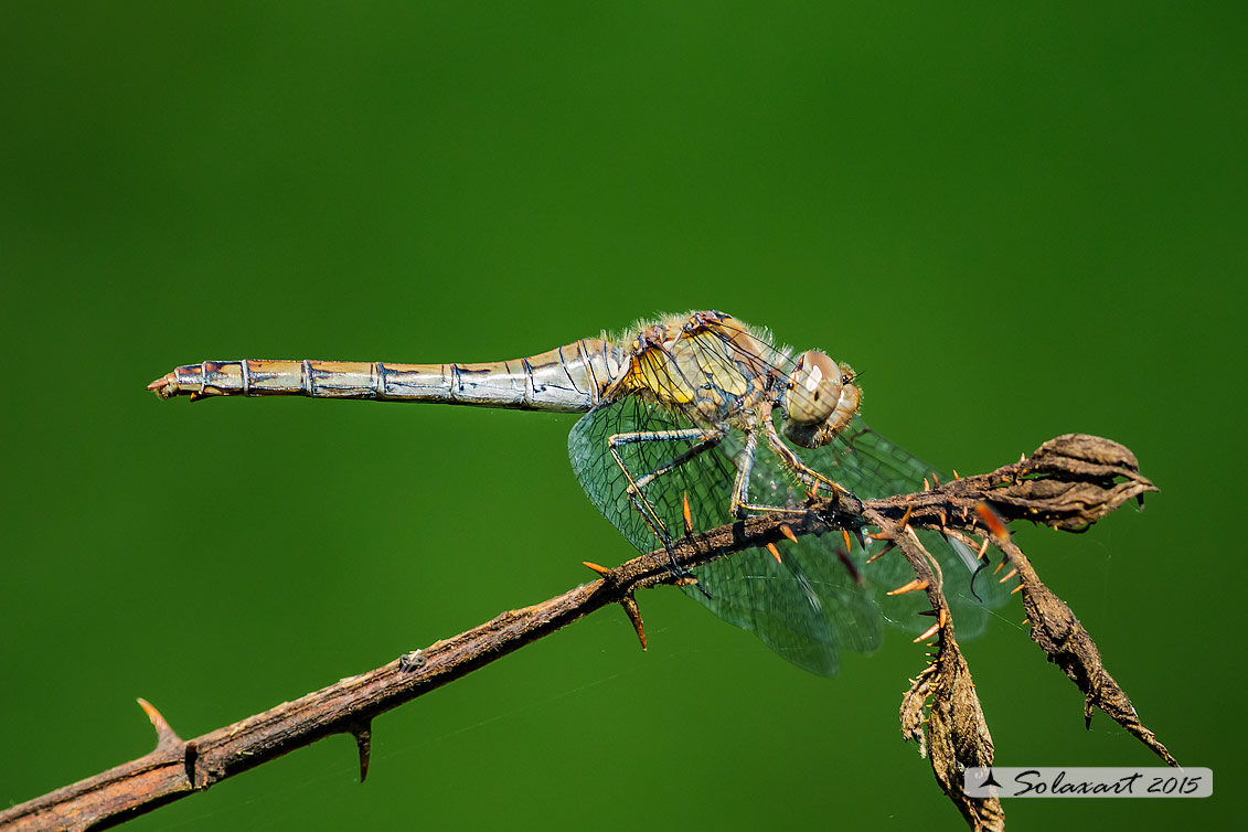 Sympetrum striolatum  (femmina) - Common Darter (female)