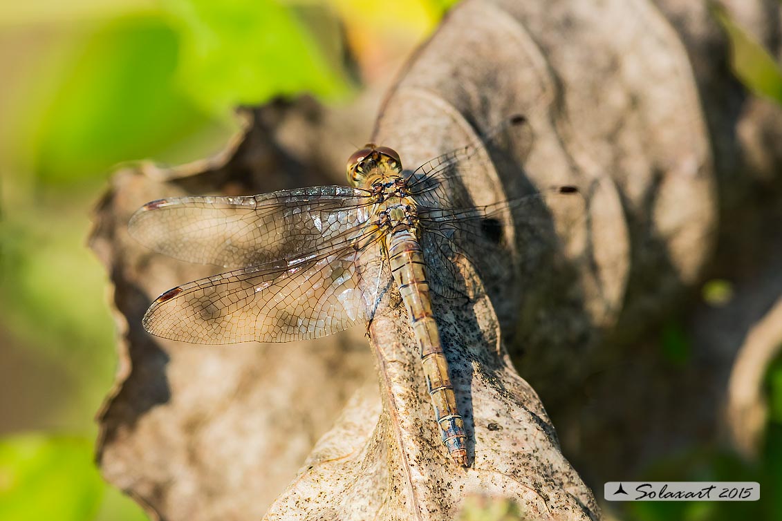 Sympetrum striolatum:  Cardinale striato (femmina)    ;    Common Darter  (female)