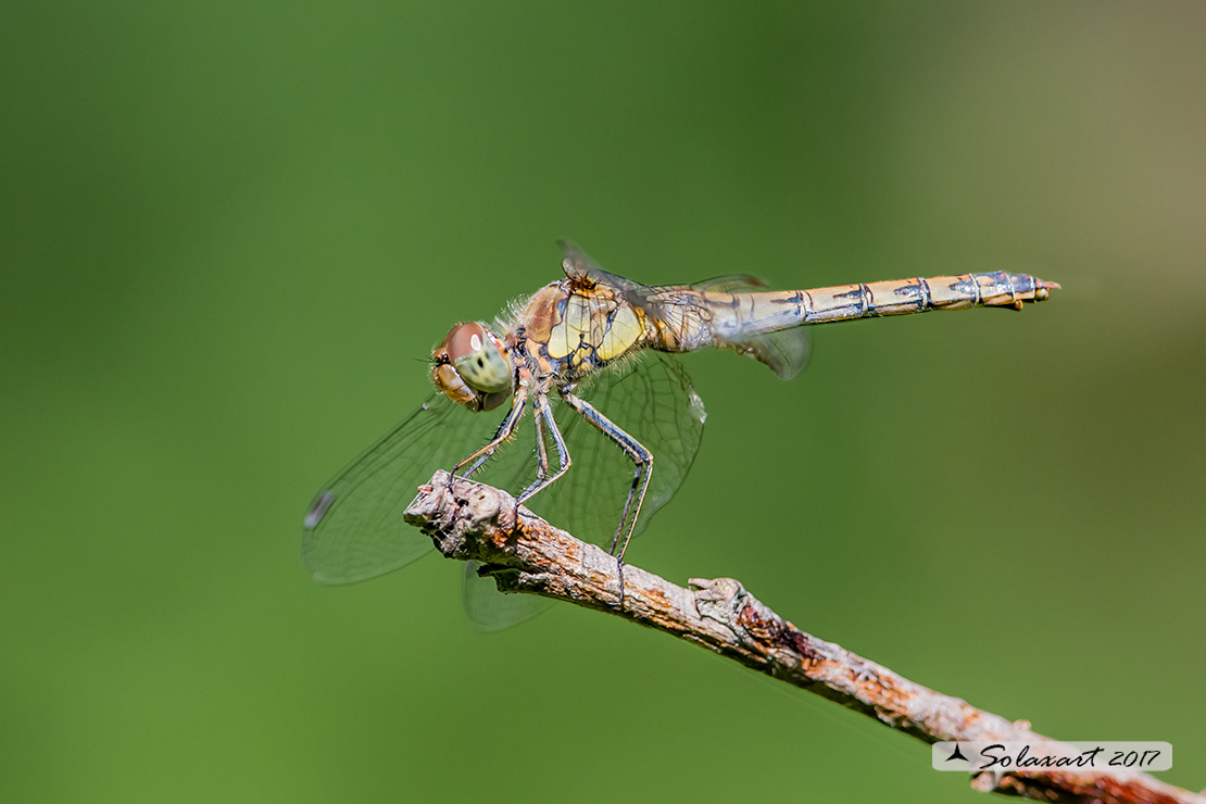 Sympetrum striolatum: Cardinale striato (femmina) - Common Darter (female)